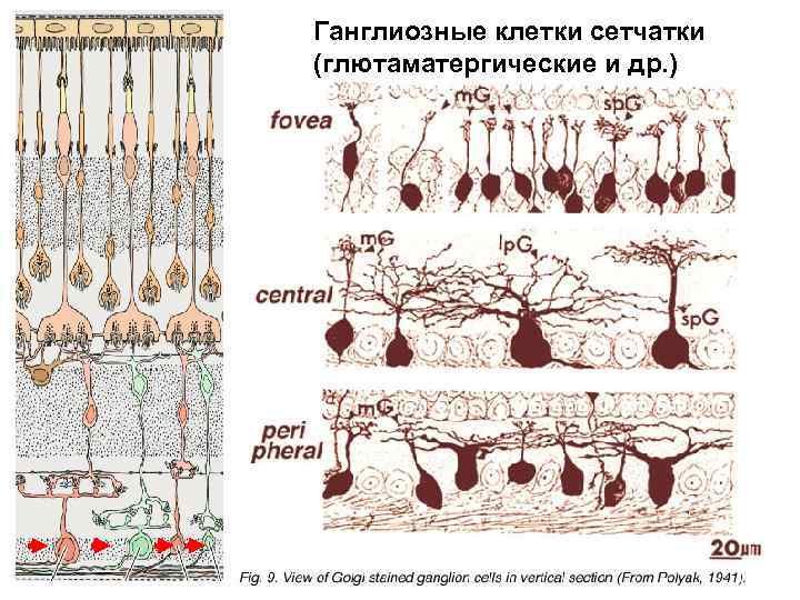 Ганглиозные клетки сетчатки (глютаматергические и др. ) 