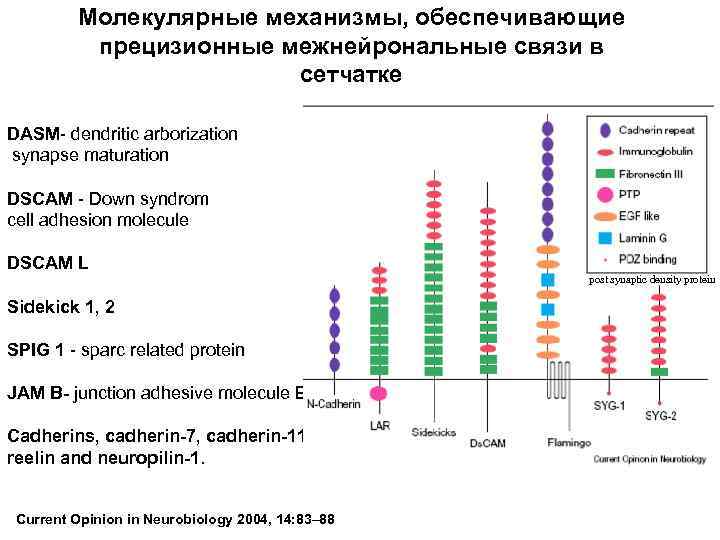 Молекулярные механизмы, обеспечивающие прецизионные межнейрональные связи в сетчатке DASM- dendritic arborization synapse maturation DSCAM