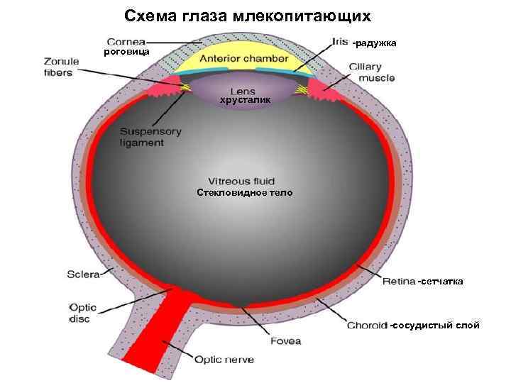 Радужная оболочка глаза фото где находится