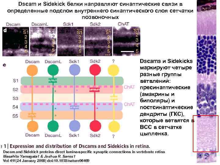 Dscam и Sidekick белки направляют синаптические связи в определенные подслои внутреннего синаптического слоя сетчатки