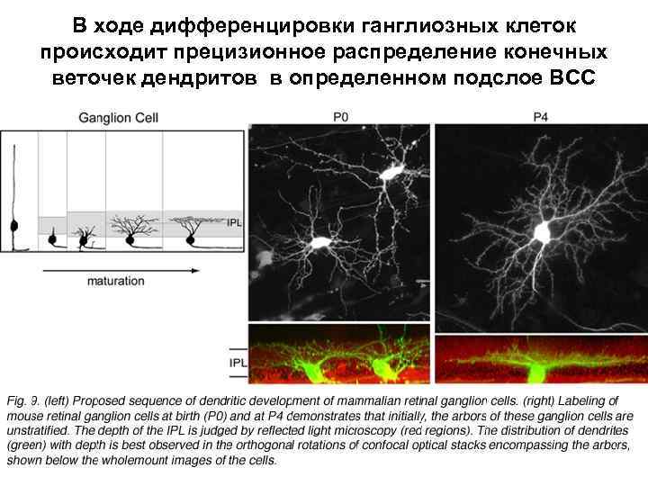 В ходе дифференцировки ганглиозных клеток происходит прецизионное распределение конечных веточек дендритов в определенном подслое