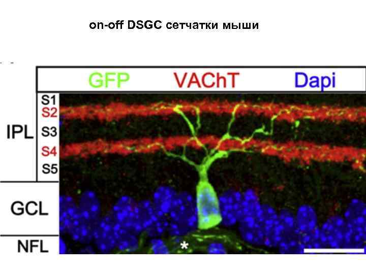 on-off DSGC сетчатки мыши 