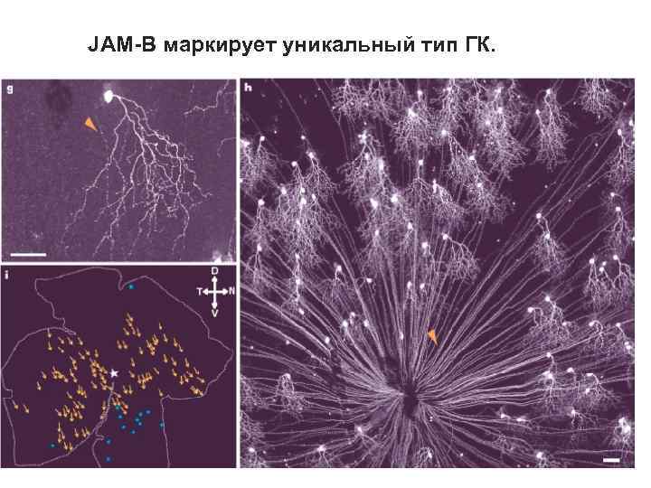 JAM-B маркирует уникальный тип ГК. 