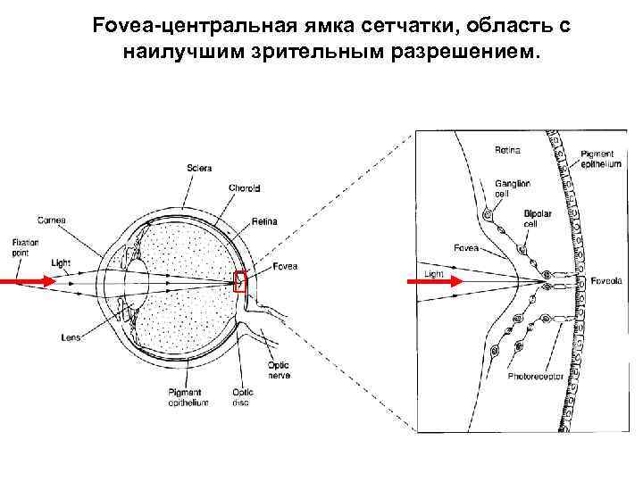 Fovea-центральная ямка сетчатки, область с наилучшим зрительным разрешением. 