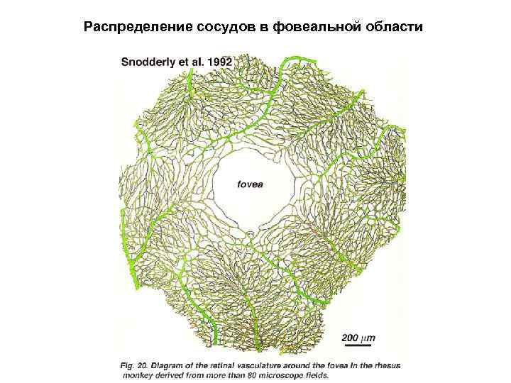 Распределение сосудов в фовеальной области 