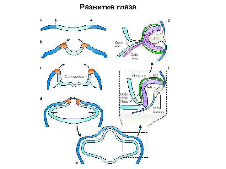 Развитие глаза