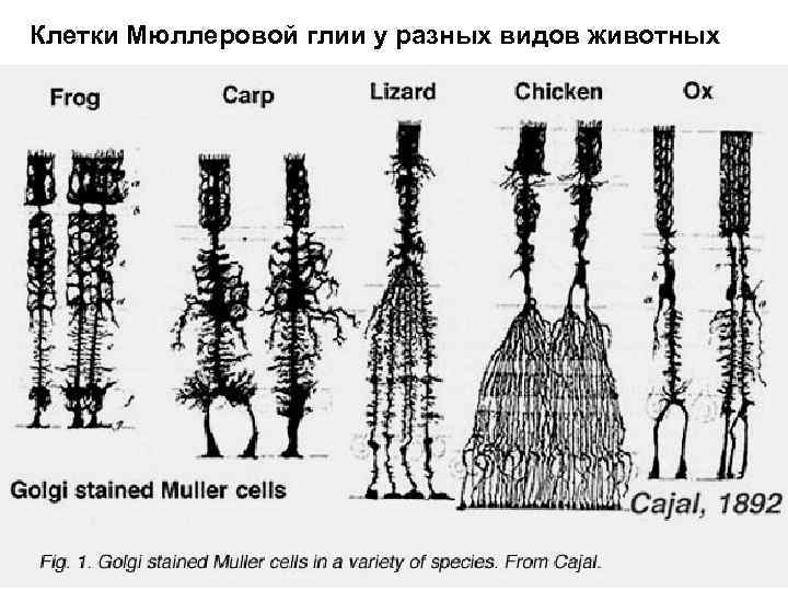 Клетки Мюллеровой глии у разных видов животных 