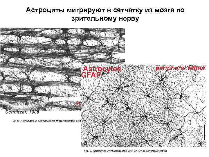 Астроциты мигрируют в сетчатку из мозга по зрительному нерву 