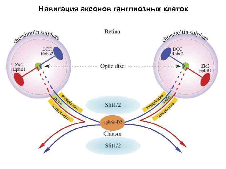 Навигация аксонов ганглиозных клеток 