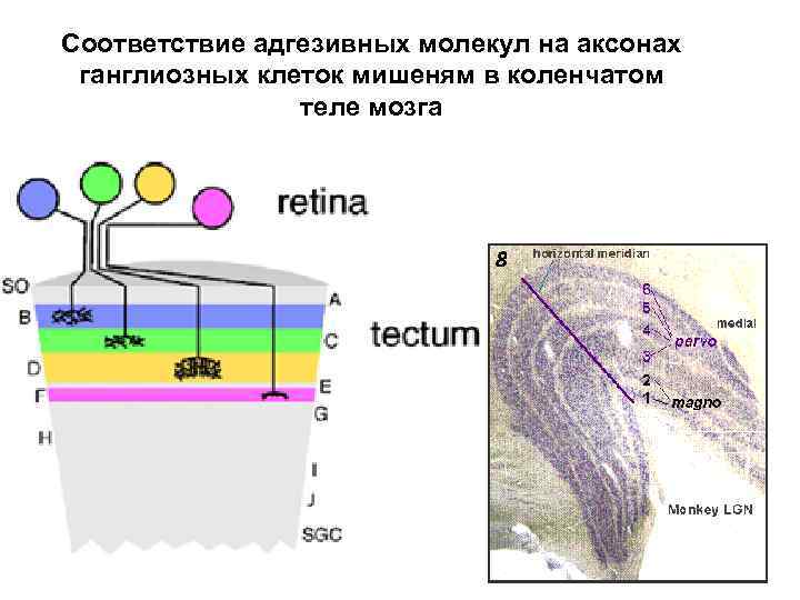 Соответствие адгезивных молекул на аксонах ганглиозных клеток мишеням в коленчатом теле мозга 