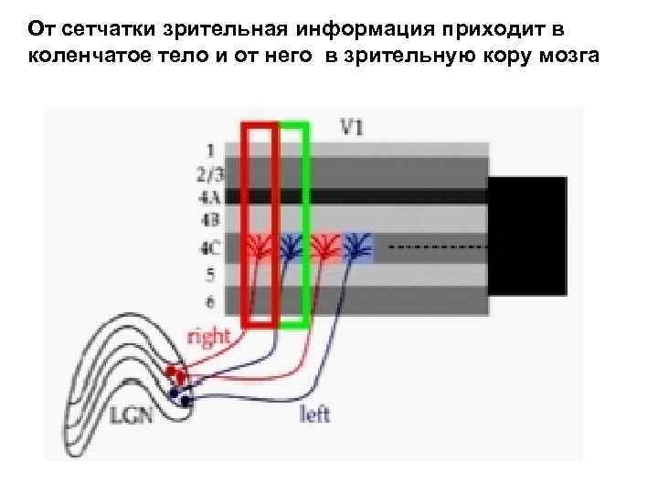 От сетчатки зрительная информация приходит в коленчатое тело и от него в зрительную кору