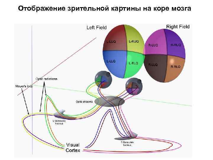 Отображение зрительной картины на коре мозга 