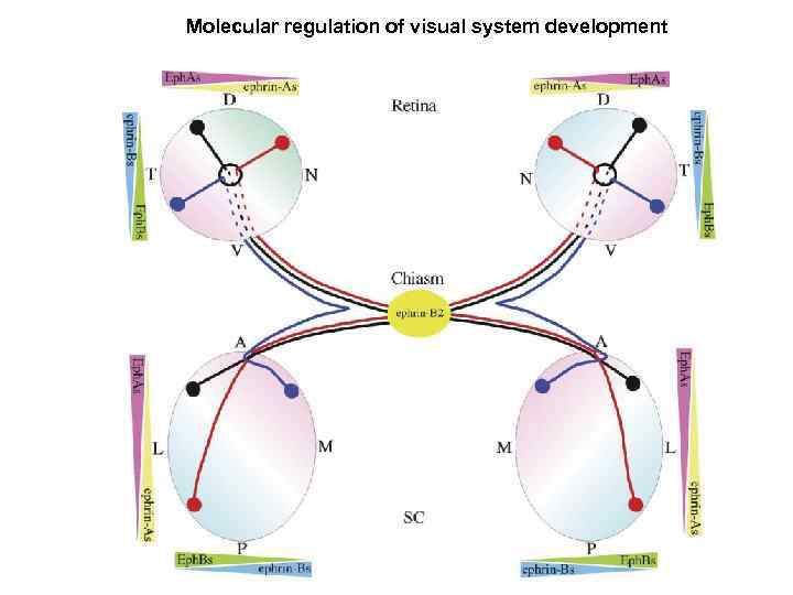 Molecular regulation of visual system development 