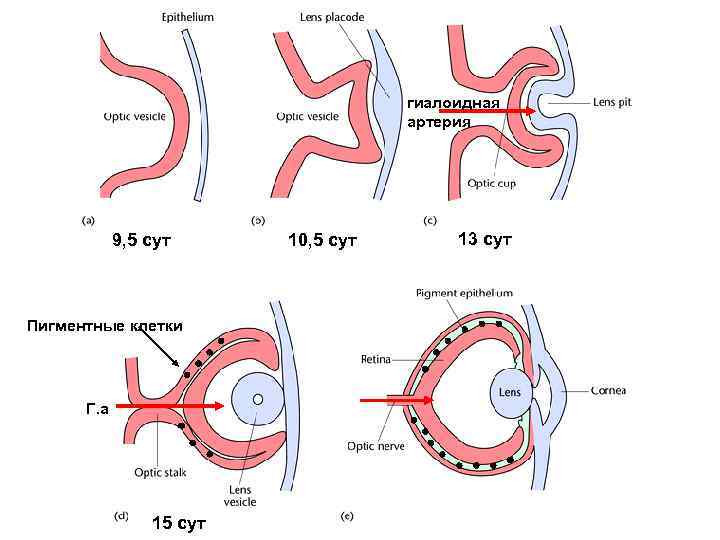 гиалоидная артерия 9, 5 сут Пигментные клетки Г. а 15 сут 10, 5 сут