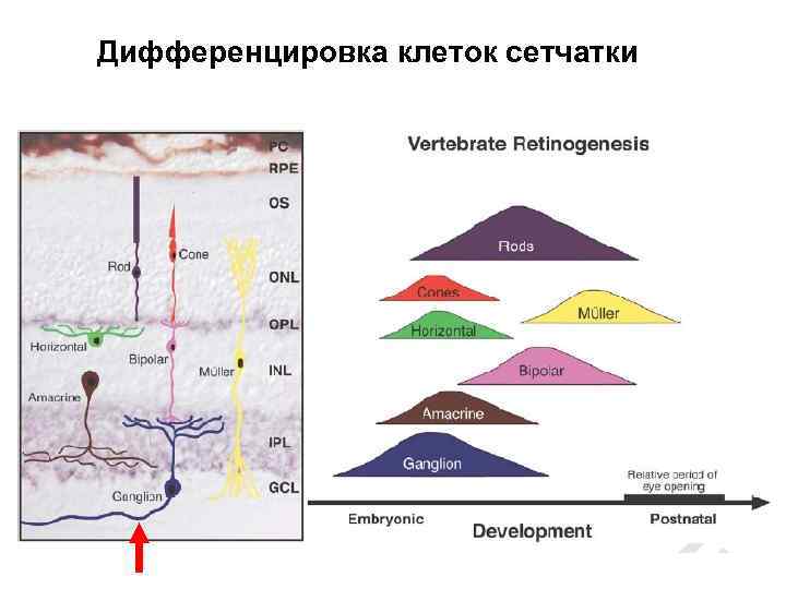 Дифференцировка клеток сетчатки 