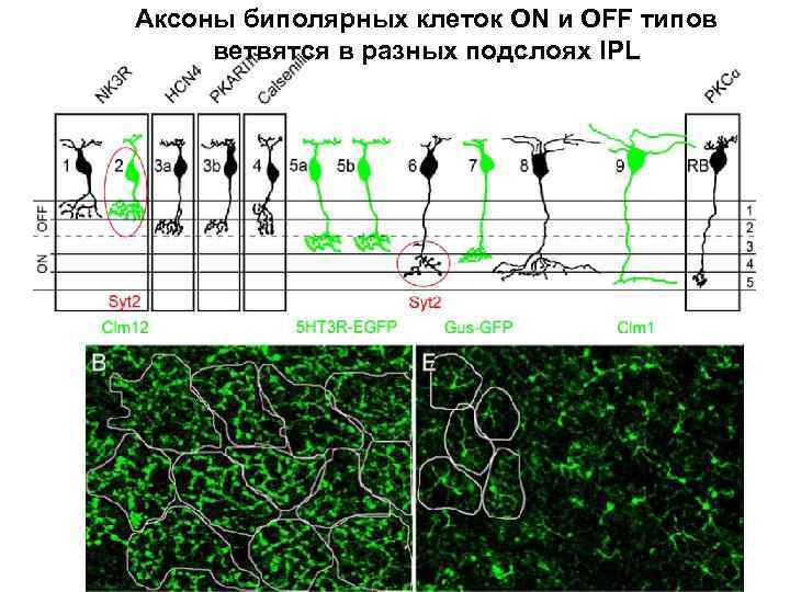 Аксоны биполярных клеток ON и OFF типов ветвятся в разных подслоях IPL 