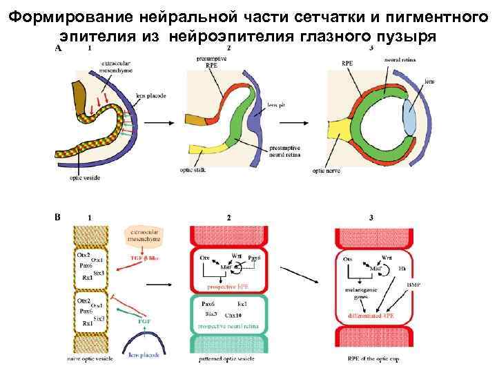 Формирование нейральной части сетчатки и пигментного эпителия из нейроэпителия глазного пузыря 