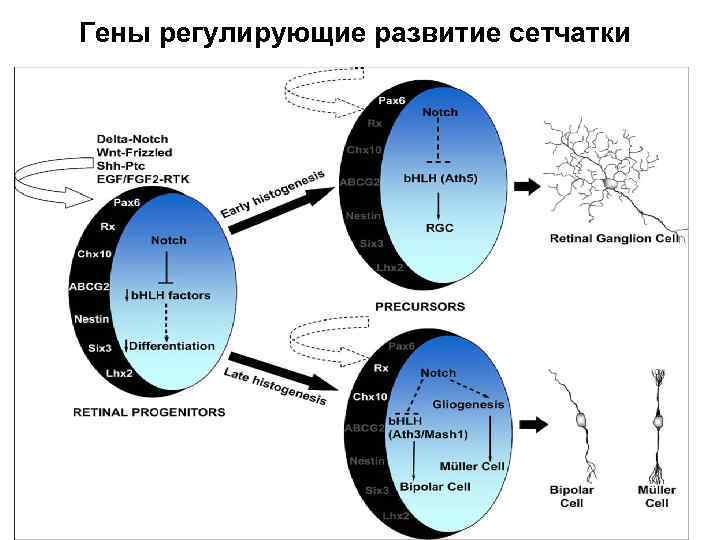 Гены регулирующие развитие сетчатки 