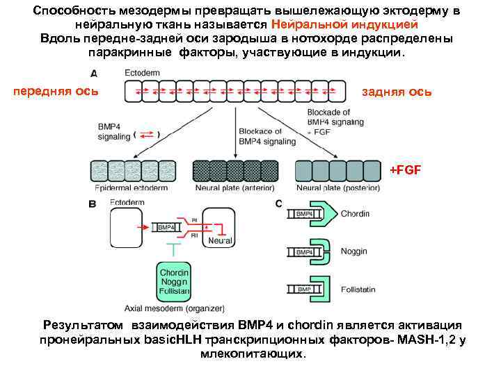 Способность мезодермы превращать вышележающую эктодерму в нейральную ткань называется Нейральной индукцией Вдоль передне-задней оси