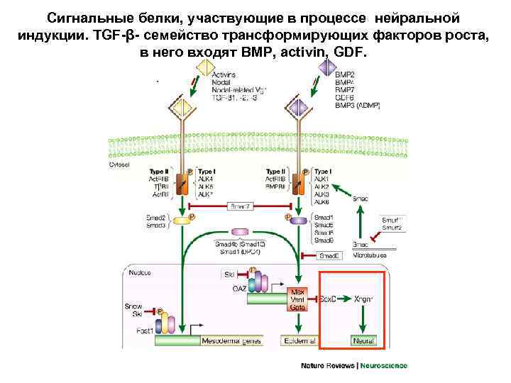 Сигнальные белки, участвующие в процессе нейральной индукции. TGF-β- семейство трансформирующих факторов роста, в него