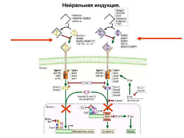 Нейральная индукция. 