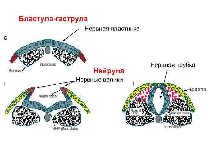 Нервная пластинка