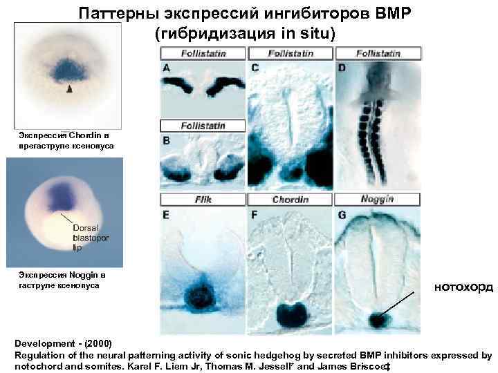 Паттерны экспрессий ингибиторов BMP (гибридизация in situ) Экспрессия Chordin в прегаструле ксенопуса Экспрессия Noggin