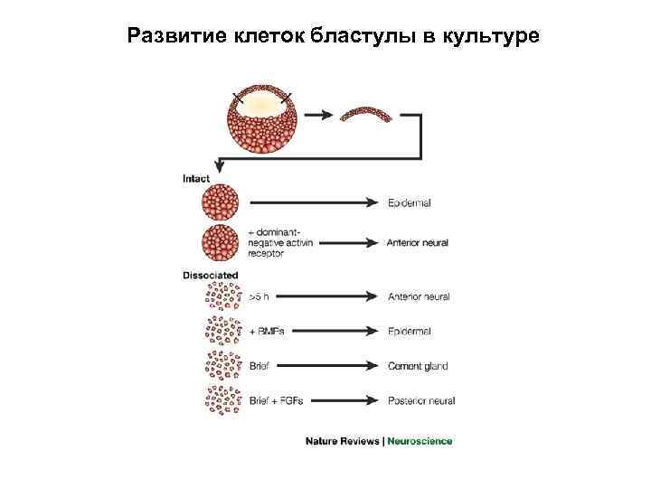 Развитие клеток бластулы в культуре 