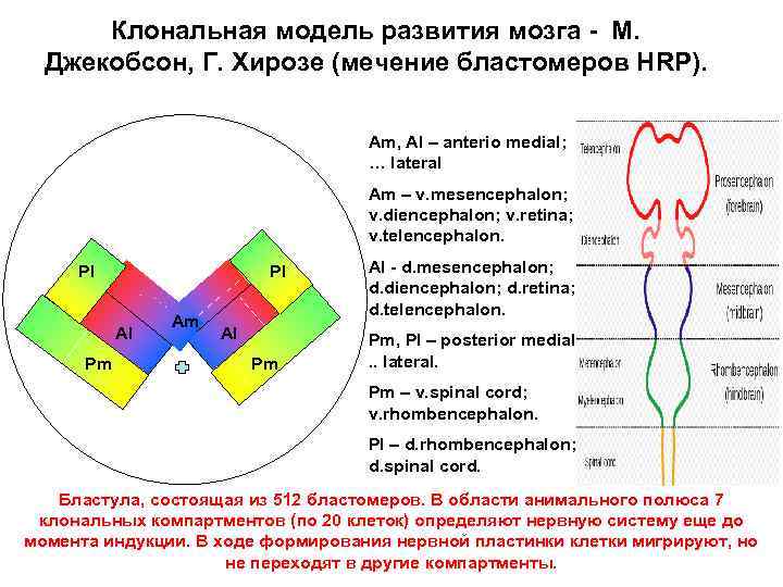 Клональная модель развития мозга - М. Джекобсон, Г. Хирозе (мечение бластомеров HRP). Am, Al