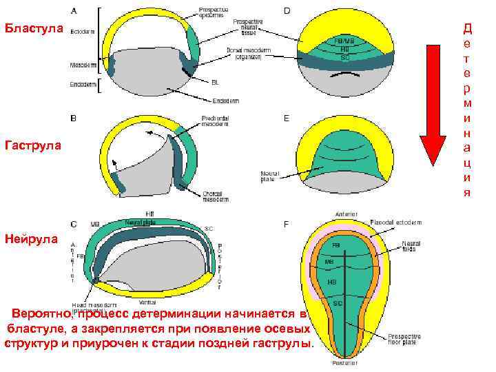 Бластула Гаструла Нейрула Вероятно, процесс детерминации начинается в бластуле, а закрепляется при появление осевых