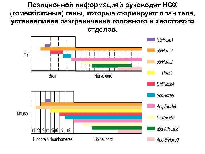 Позиционной информацией руководят HOX (гомеобоксные) гены, которые формируют план тела, устанавливая разграничение головного и