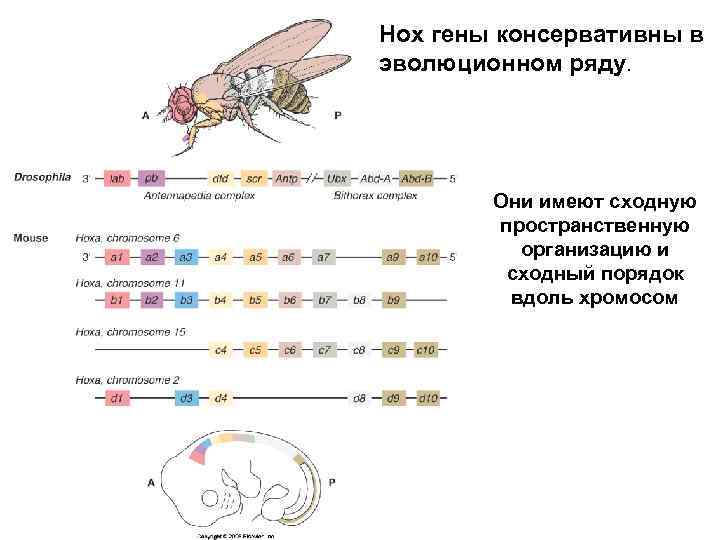 Нох гены консервативны в эволюционном ряду. Они имеют сходную пространственную организацию и сходный порядок