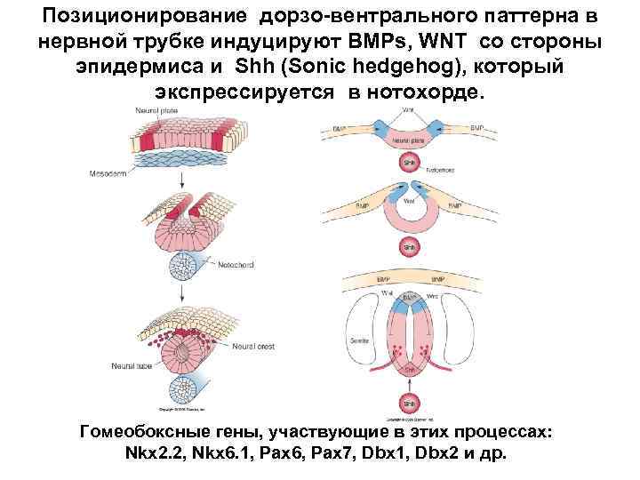 Позиционирование дорзо-вентрального паттерна в нервной трубке индуцируют BMPs, WNT со стороны эпидермиса и Shh