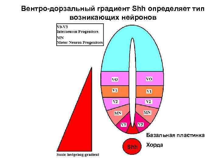 Вентро-дорзальный градиент Shh определяет тип возникающих нейронов Базальная пластинка Shh Хорда 