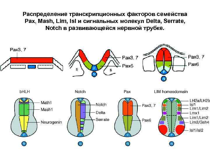 Распределение транскрипционных факторов семейства Pax, Mash, Lim, Isl и сигнальных молекул Delta, Serrate, Notch