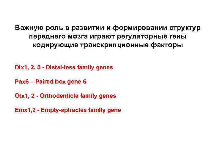 Важную роль в развитии и формировании структур переднего мозга играют регуляторные гены кодирующие транскрипционные