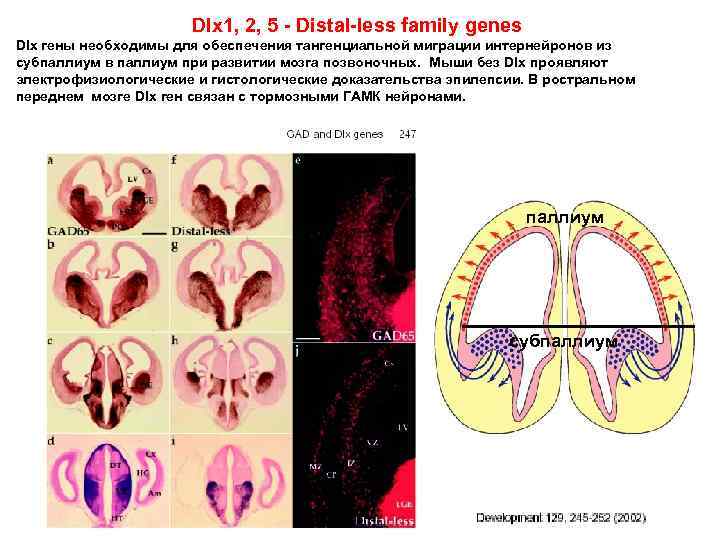 Dlx 1, 2, 5 - Distal-less family genes Dlx гены необходимы для обеспечения тангенциальной