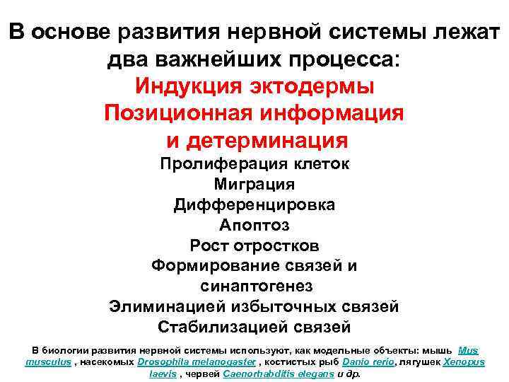 В основе развития нервной системы лежат два важнейших процесса: Индукция эктодермы Позиционная информация и