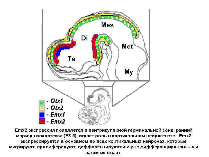 Emx 2 экспрессия появляется в вентрикулярной герминальной зоне, ранний маркер неокортекса (Е 8. 5),
