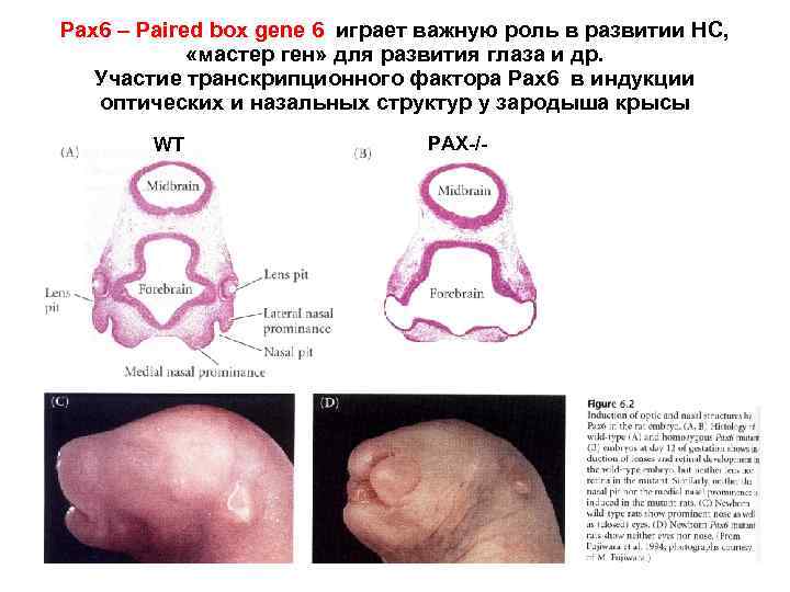 Pax 6 – Paired box gene 6 играет важную роль в развитии НС, «мастер
