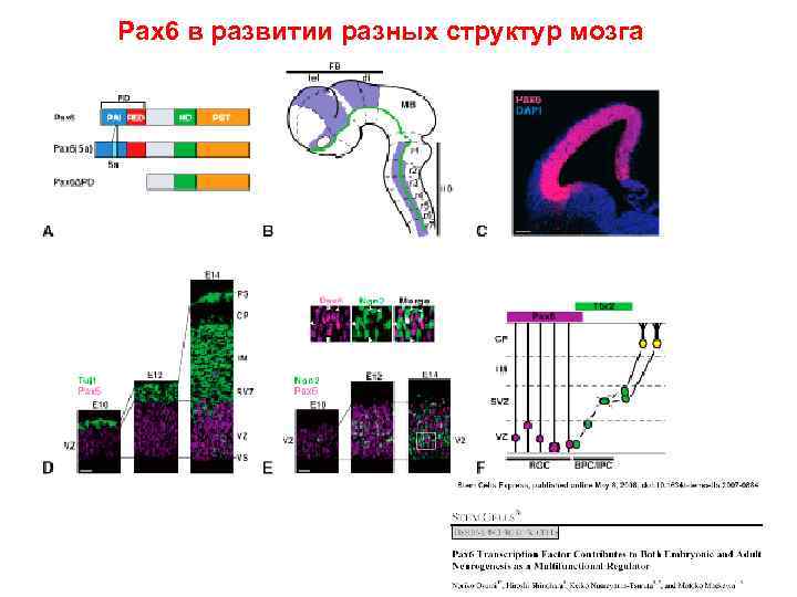 Pax 6 в развитии разных структур мозга 