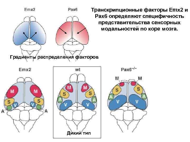 Транскрипционные факторы Emx 2 и Pax 6 определяют специфичность представительства сенсорных модальностей по коре