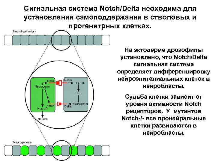 Сигнальная система Notch/Delta неоходима для установления самоподдержания в стволовых и прогенитрных клетках. На эктодерме