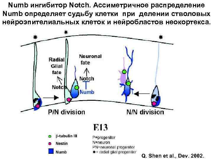 Numb ингибитор Notch. Ассиметричное распределение Numb определяет судьбу клетки при делении стволовых нейроэпителиальных клеток
