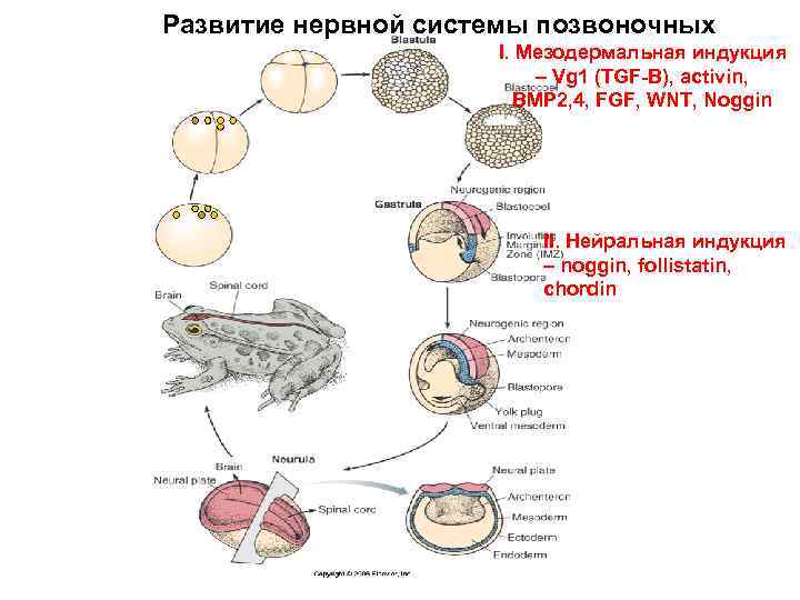 Схема дифференцировки нейрального зачатка