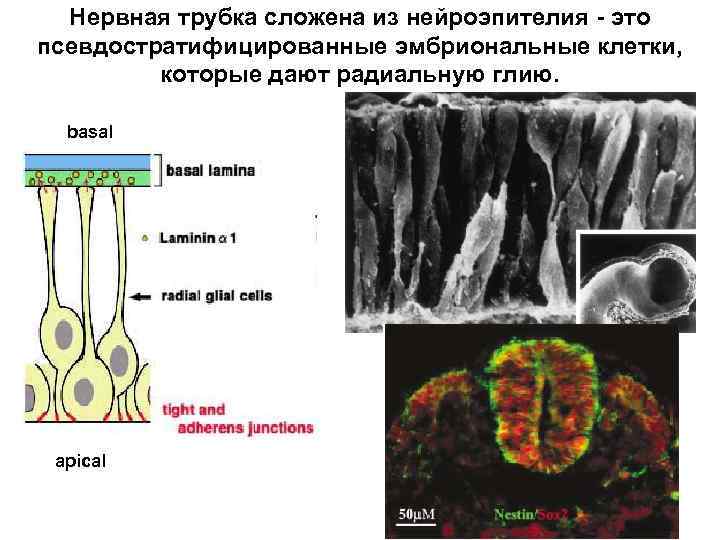 Нервная трубка сложена из нейроэпителия - это псевдостратифицированные эмбриональные клетки, которые дают радиальную глию.