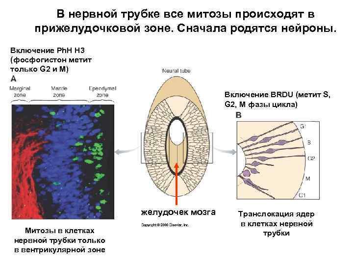 В нервной трубке все митозы происходят в прижелудочковой зоне. Сначала родятся нейроны. Включение Ph.