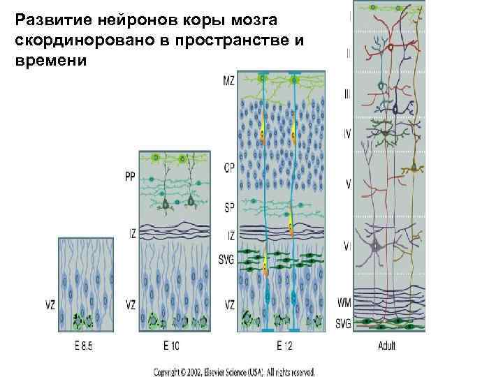 Развитие нейронов коры мозга скординоровано в пространстве и времени 