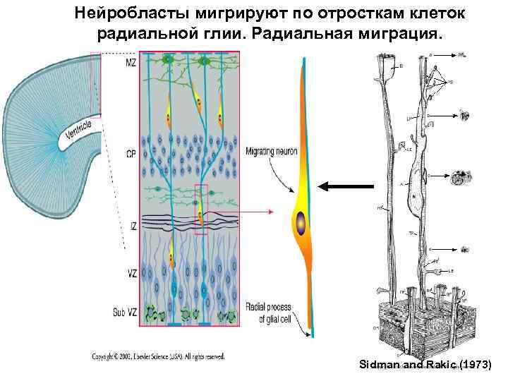 Нейробласты мигрируют по отросткам клеток радиальной глии. Радиальная миграция. Sidman and Rakic (1973) 