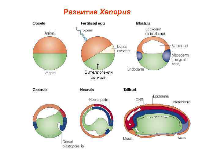 Развитие Xenopus Вителлогенин активин 